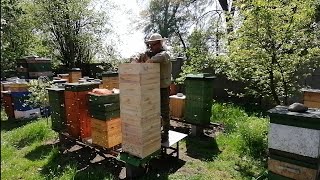 Co zrobić jak pszczoły chcą się wyroić.