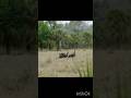 Захватывающая охота в природном поле из двух индюков добыт оди #леса #shortsfeed #hunting