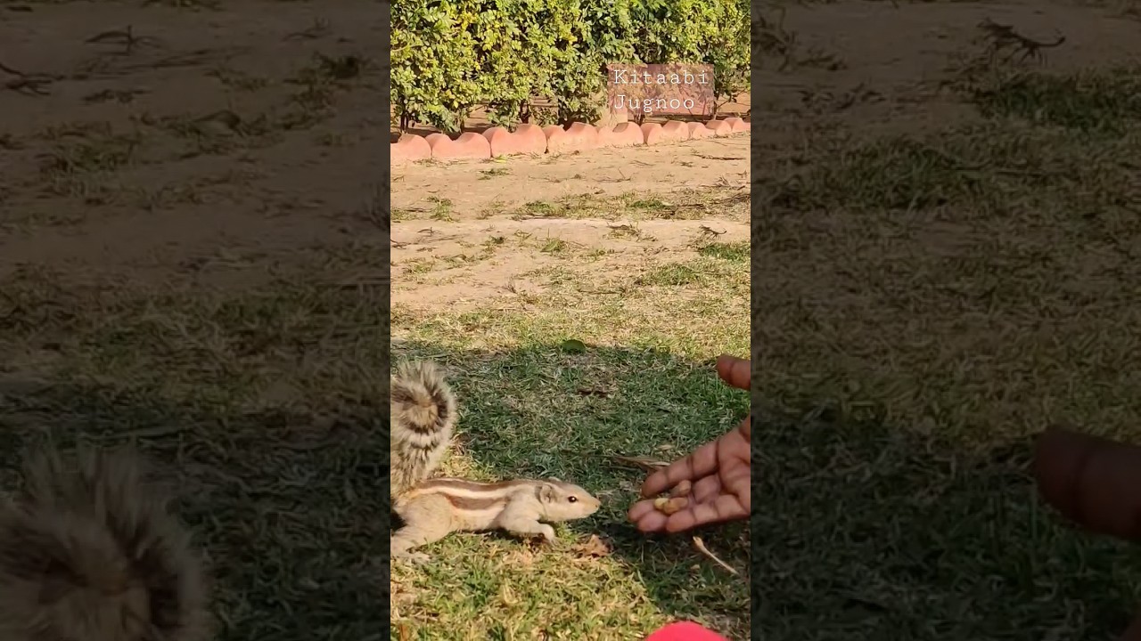 Squirrel bite 😄/ 🐿️ YouTube