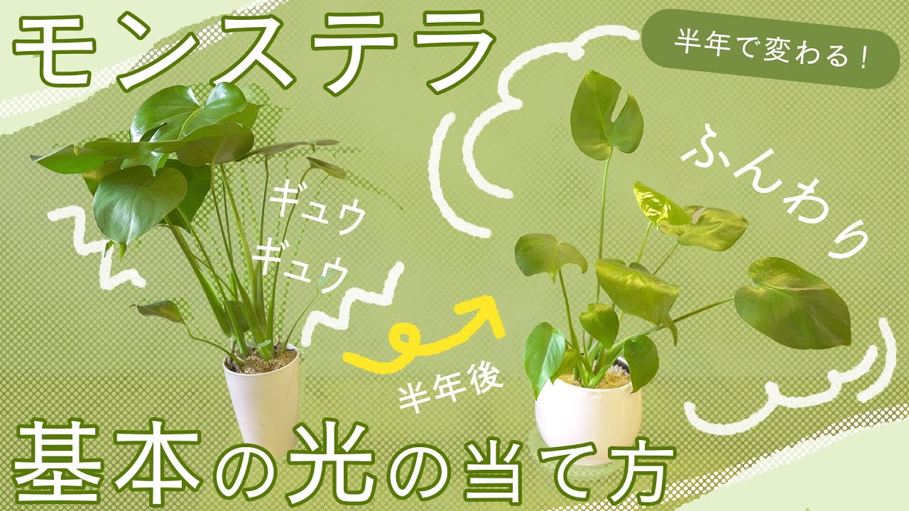 モンステラの光(ライト)の当て方 | 暗い部屋でも育てる
