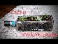 Reproduciendo cactus y suculentas reciclando contenedores