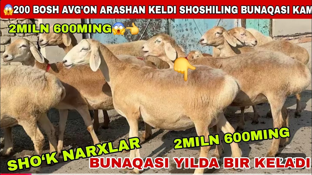 😳200 bosh avg’on arashan 2miln 600ming xam qo’zi bor tozalari keldi bunaqasi yilda bir keladi