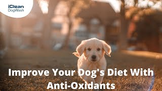 Improve Your Dog's Diet With Anti-Oxidants by iClean Dog Wash 12 views 2 years ago 39 seconds