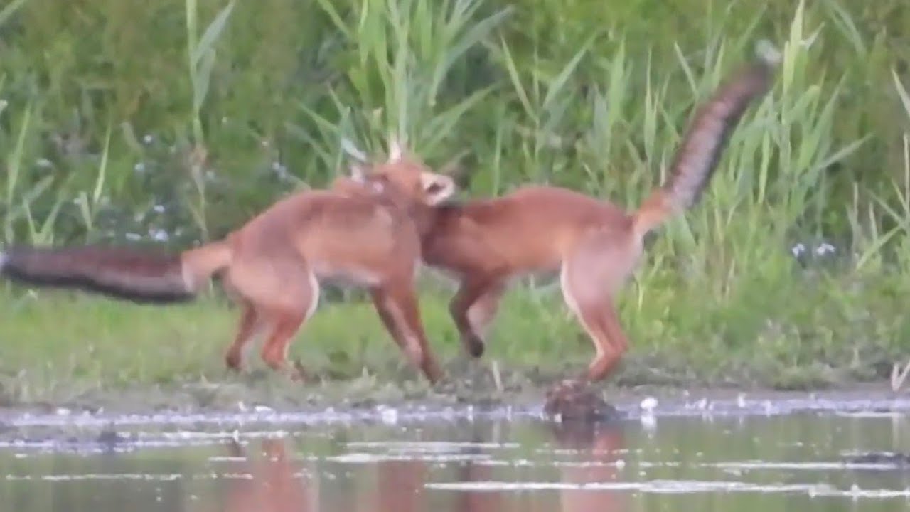 Three young foxes playing /drie jonge vossen spelen  (vulpes vulpes)