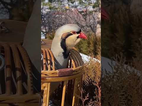 Keklik Sesi Efsane (Keklik Hengamesi) - الحجل طائر - куропатка - partridge