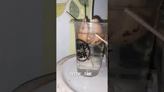 LUAR BIASA ❗ CARA TANAM BIJI AVOKADO DALAM MEDIA AIR ||  how to sow avocado seeds in water #avocado