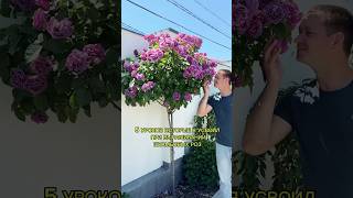 5 СЕКРЕТОВ ВЫРАЩИВАНИЯ ШТАМБОВЫХ РОЗ,КОТОРЫЕ ИЗМЕНИЛИ МОЙ САД #штамбовыерозы #розыартема #розы