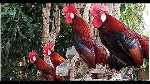 ncig saib qaib dib zoo nraug