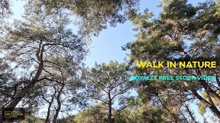 POV Walking Under Forest Trees | 4K Nature Ambience
