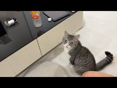 イタズラする前に下僕が見てないか確認してくる猫がかわいすぎたw