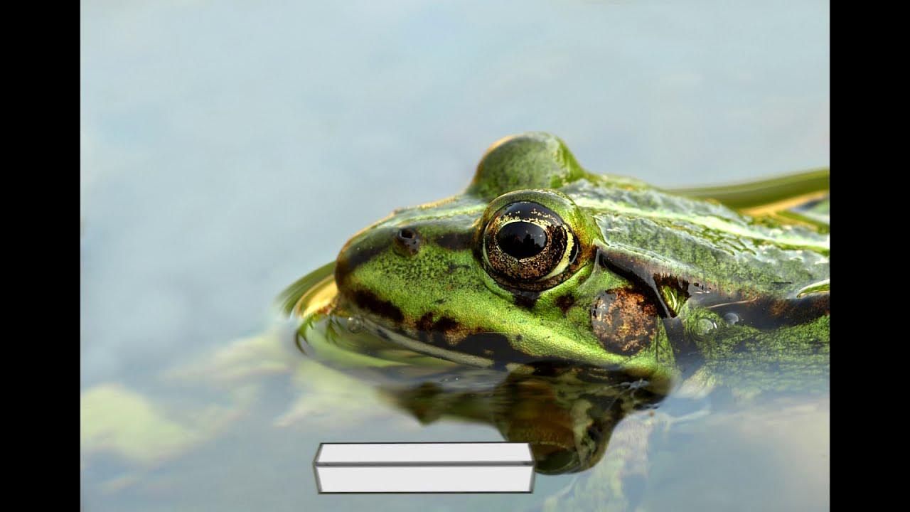 лягушки квакают в пруду. лягушки квакают в пруду. кваканье лягушек на болоте. как квакают лягушки. лягушки квакают к дождю.