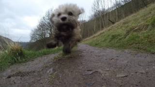 GoPro Dandie Dinmont Terriers exploring Monsal Dale and Trail Derbyshire Peak District