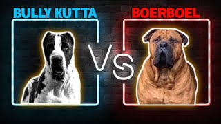 Bully Kutta Vs Boerboel | South African Mastiff Vs Pakistani Bully. by Dogs Junction 678 views 2 years ago 4 minutes, 18 seconds