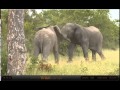 Jan 29 WildEarth Safari PM Drive: Elephant Fun!!