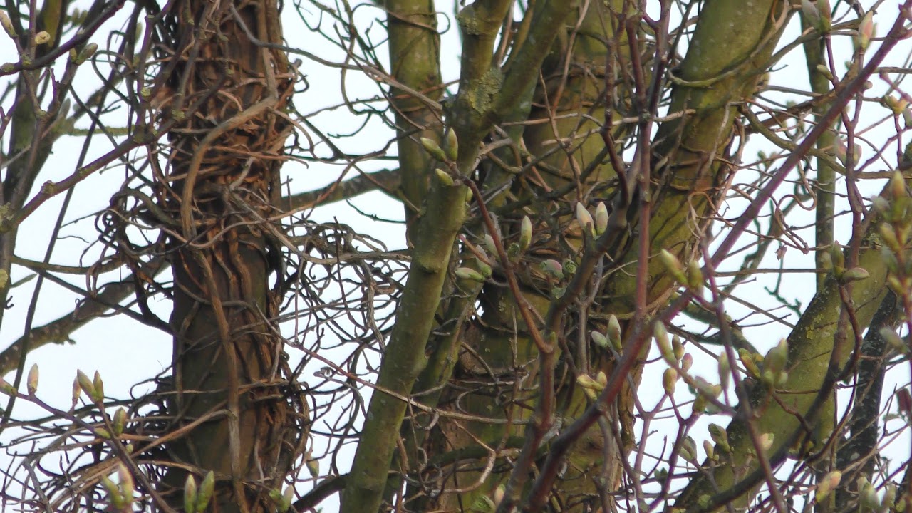 airshow schedule good First ChiffChaff warbler bird of year seen 7 heard in cambridge UK 15apr19 703p