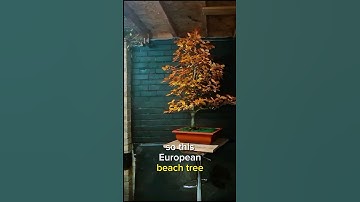 How to make Bonsai from a wild Bush - European Beech #bonsai #bonsaitree #japan #garden #workshop