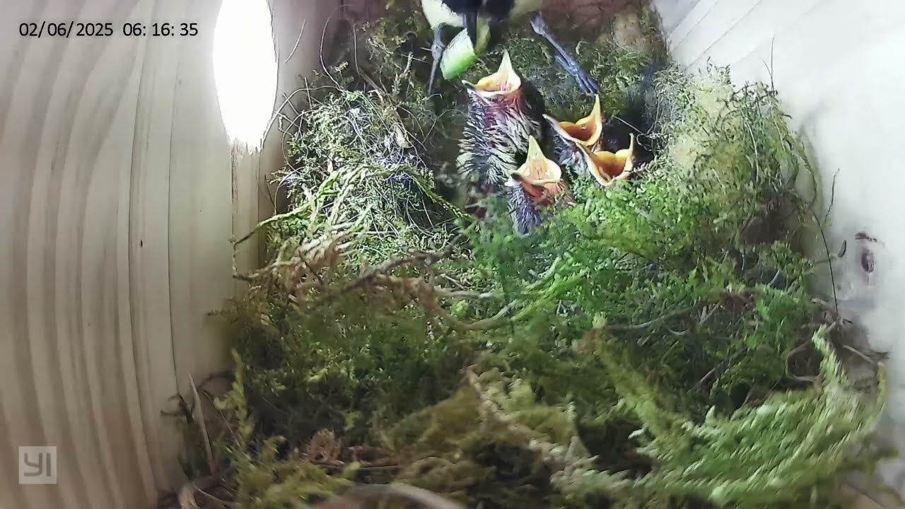 Which chick will the big green caterpillar have? 