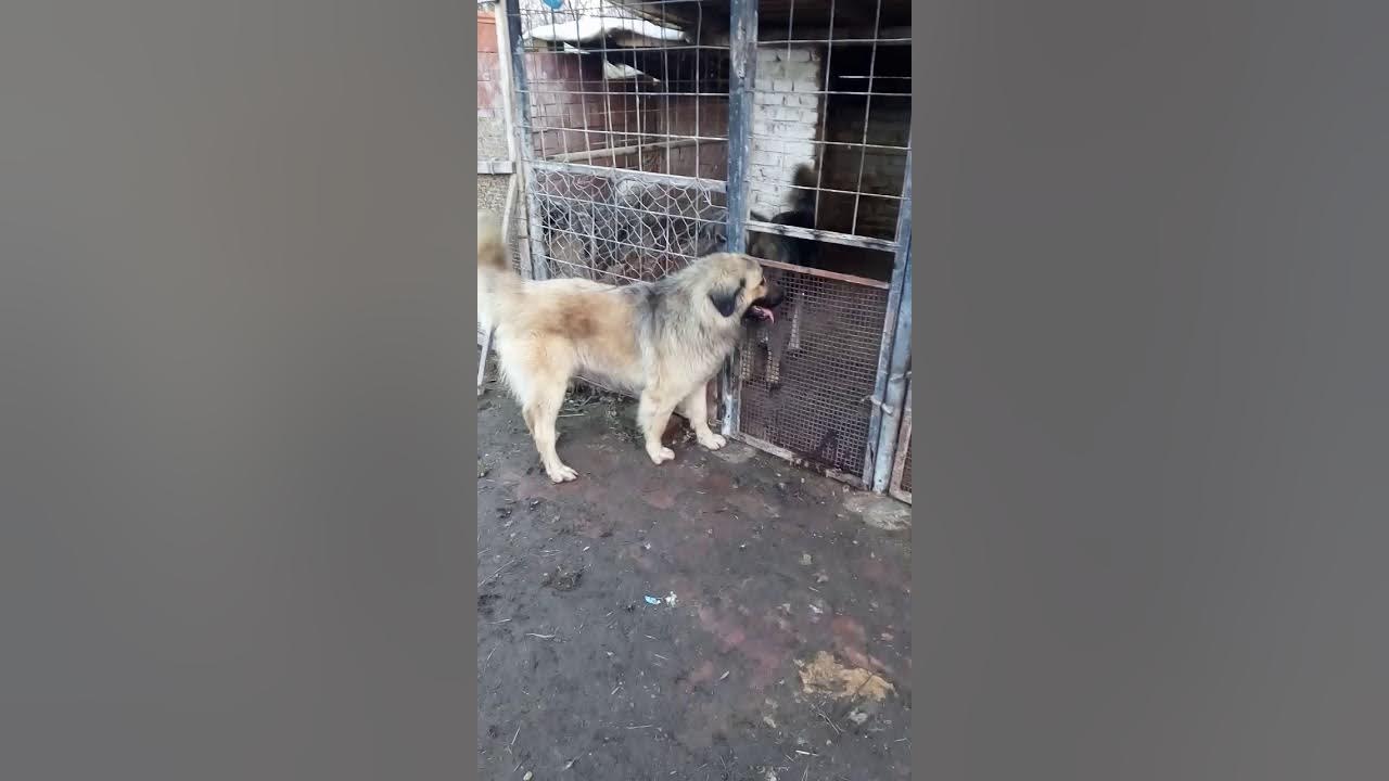 Karabas Soko Vlajkov slobodan za parenje!