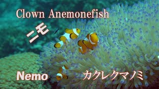 カクレクマノミ　かわいい　Clown Anemonefish　ニモ　Nemo