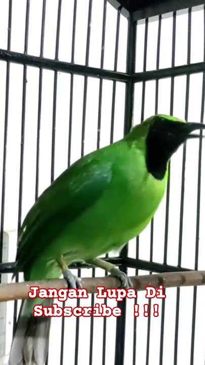 Cucak Ijo Konslet Satu Nafas 3 Lagu#cucakijoemmositinggi #burung #birds #shorts #shortvideo