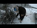 2021 Alaska Wolf Trapping #9 New Years