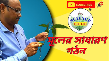 Description of dicot. root | দ্বিবীজ পত্রী মূলের সাধারণ গঠন | Falguni Sir