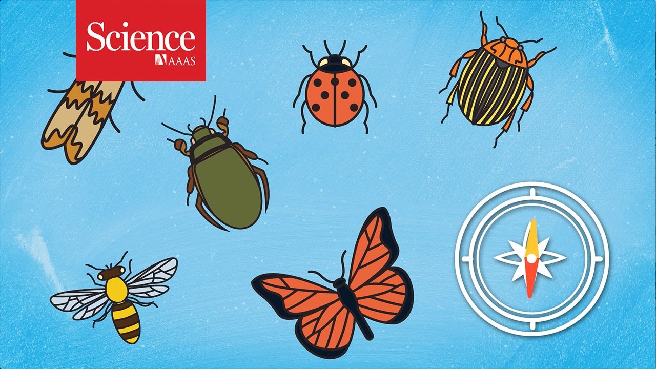 Masses of insects on the move