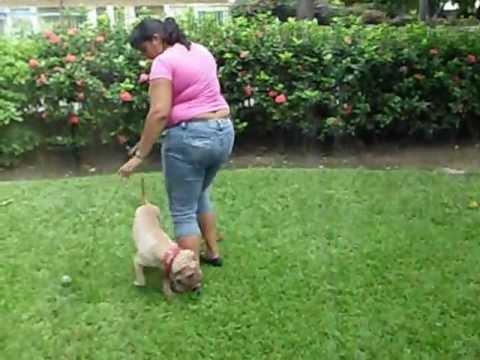 Video: ¿Cómo se disciplina a un cachorro de shar pei?