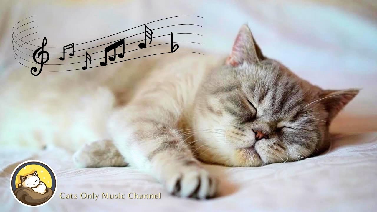 Relaxing Music for Cats Peaceful Music for Cats Deep Sleep, Stress
