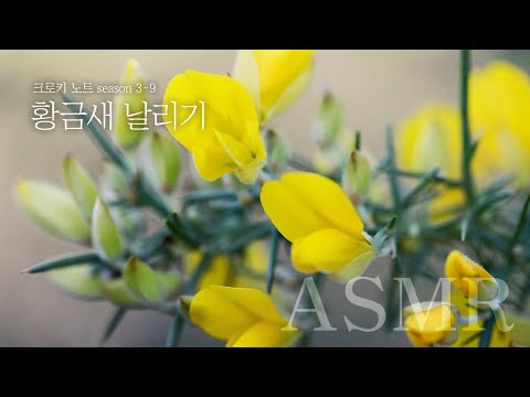 황금새 날리기