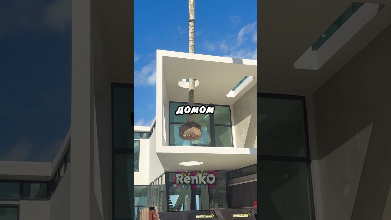 Установили пальму сквозь дом 😁