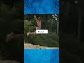 Best romantic movie : blue lagoon #shorts #romantic #shortvideo