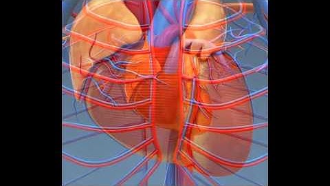 Anatomy 3D models | Science / Medical 3D models | 3ds, max, obj, lwo, c4d