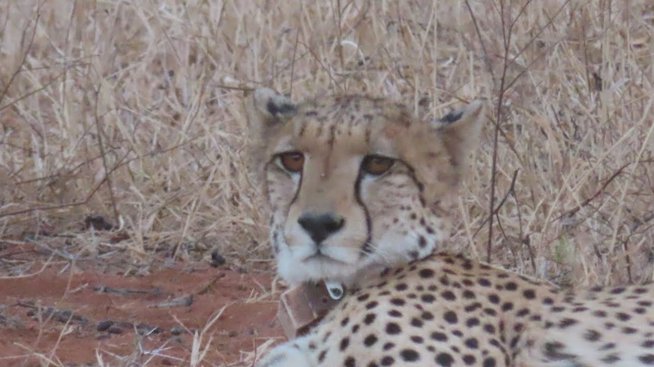 Cheetah hunt Ngonyam safari lodge