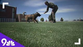 Colorado Deputy saves his K-9 partner with a tourniquet