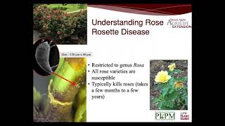 Rose Rosette Disease and Palm Disease with Dr. Kevin Ong by The Center for Urban Agriculture 739 views 4 years ago 1 hour, 6 minutes