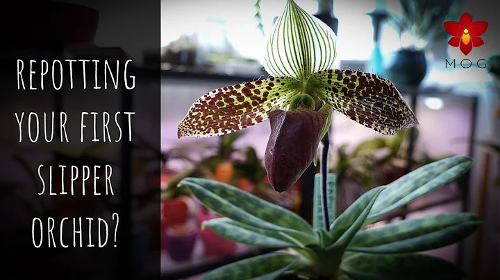 Repotting your first Slipper Orchid - The best Phalaenopsis successor! | Orchid Care for Beginners