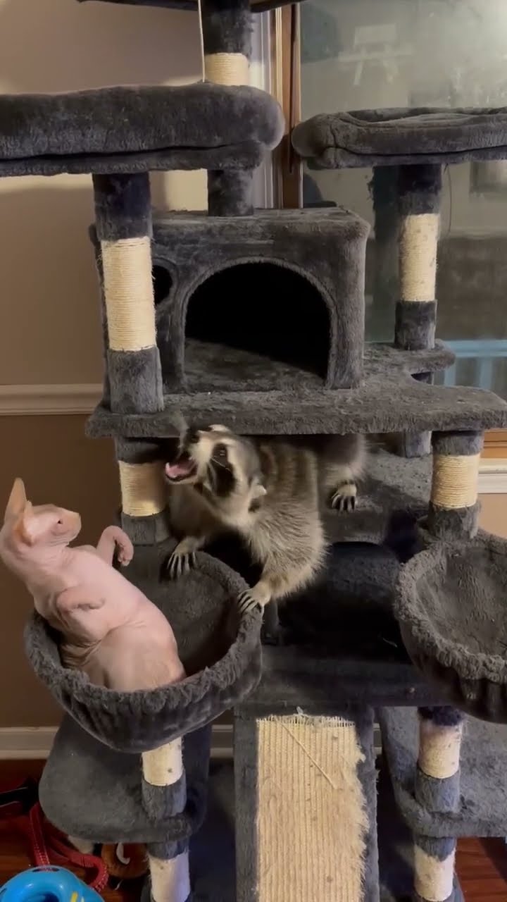 Raccoon Upset At Hairless Cat || ViralHog