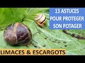 LIMACES ET ESCARGOTS : 13 astuces pour protéger le potager