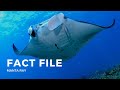Manta Ray Quiz