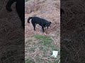 Desi dog 🐶🐕#viral #dog #viral #viralshorts #desi #animals #pets #puppy dog 🐾🐶🐶🐾