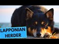 Lapponian Herder - TOP 10 Interesting Facts の動画、YouTube動画。