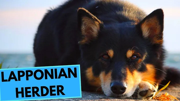 Lapponian Herder - TOP 10 Interesting Facts - 天天要聞