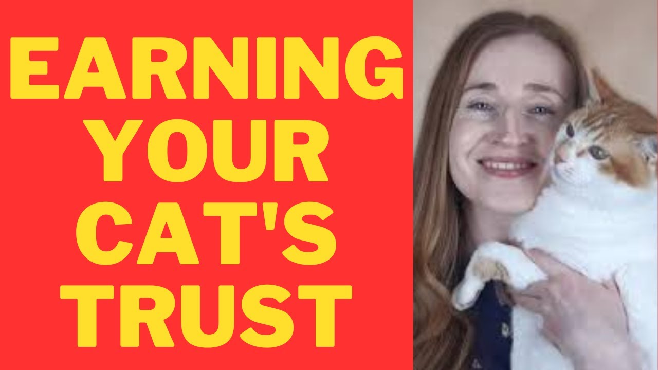 The Path to Your Cat's Heart: Building Trust and Bonding with Your Feline Friend