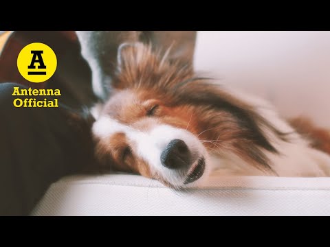 루시드폴 Lucid Fall - ‘두근두근 (feat. CHAI)’ MV