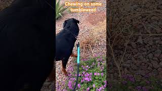 Today’s morning walk consisted of smelling flowers and chewing on some tumbleweed #rottweiler