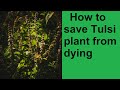 How to save tulsi plant  basil plant from dying