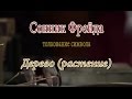 К чему снится Дерево (растение) сонник, толкование сна