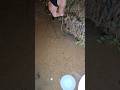 eel fishing