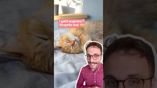 I gatti sognano? 💤✨